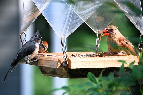Cómo construir un bebedero exterior para pájaros